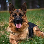 red and black german shepherd puppies for sale near me
